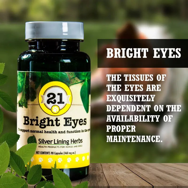 21 Bright Eyes For Canines 2