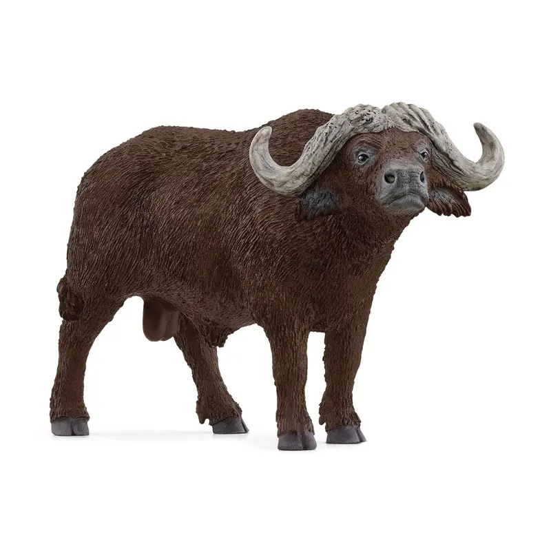 African Buffalo 1