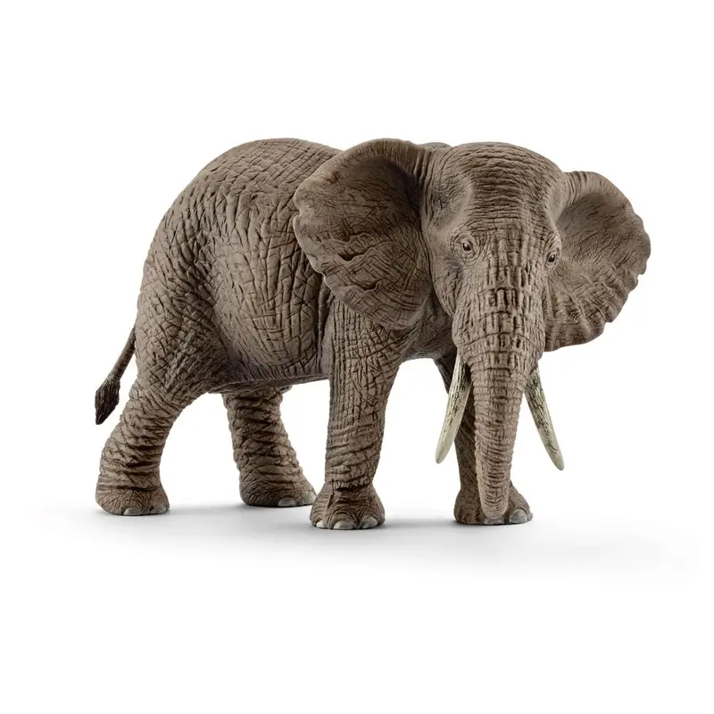 African Elephant, Female 1