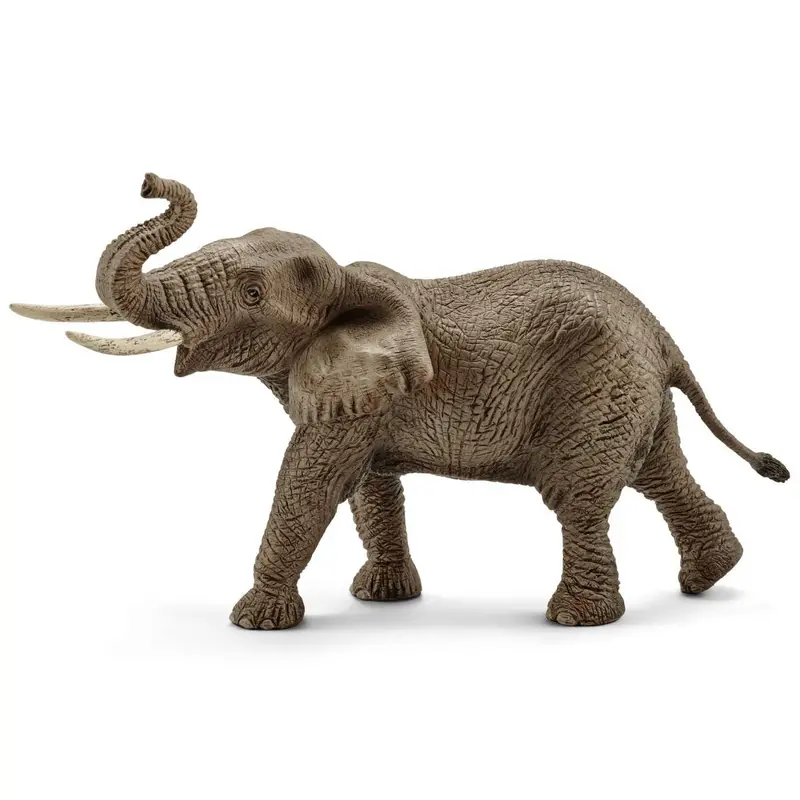 African Elephant, Male 1