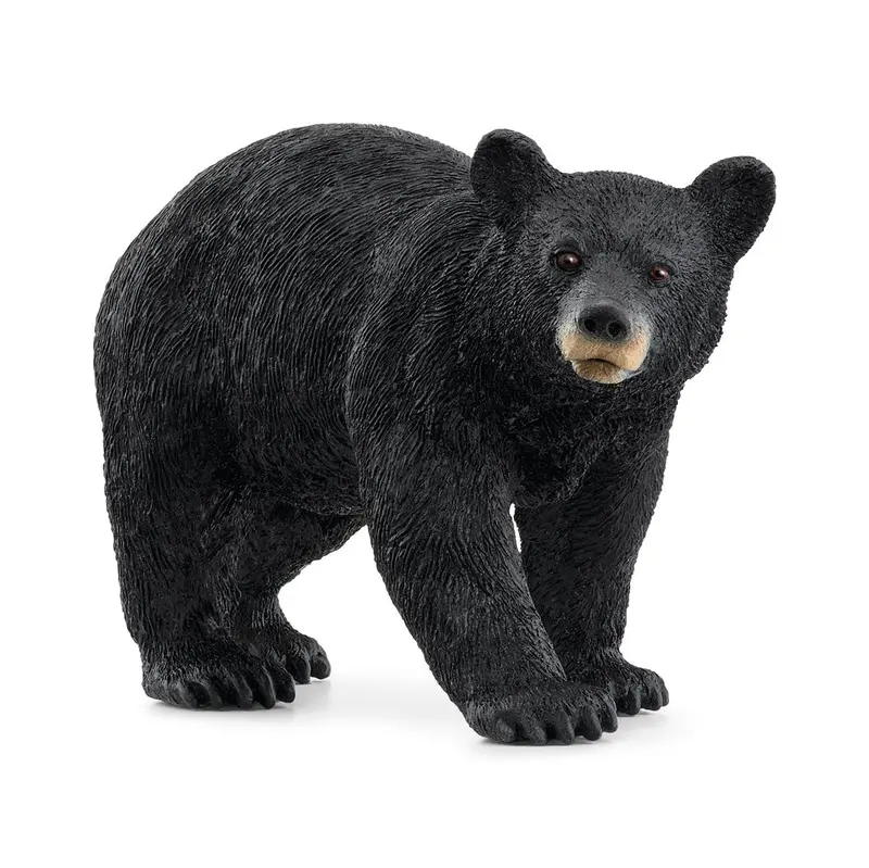 American Black Bear 1