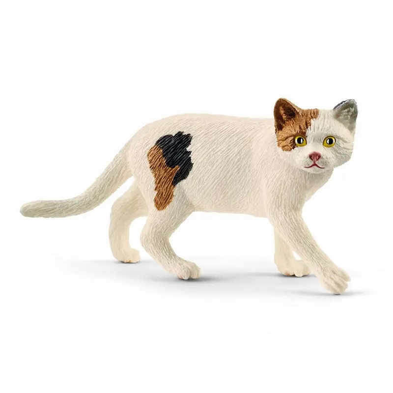 American Shorthair Cat 1