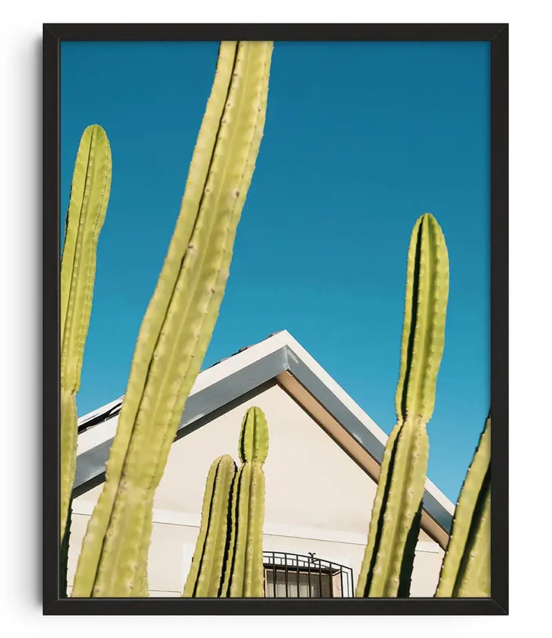 Among The Cactus 1