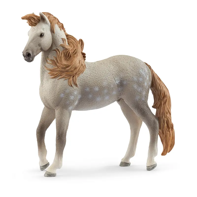 Andalusian Stallion 1