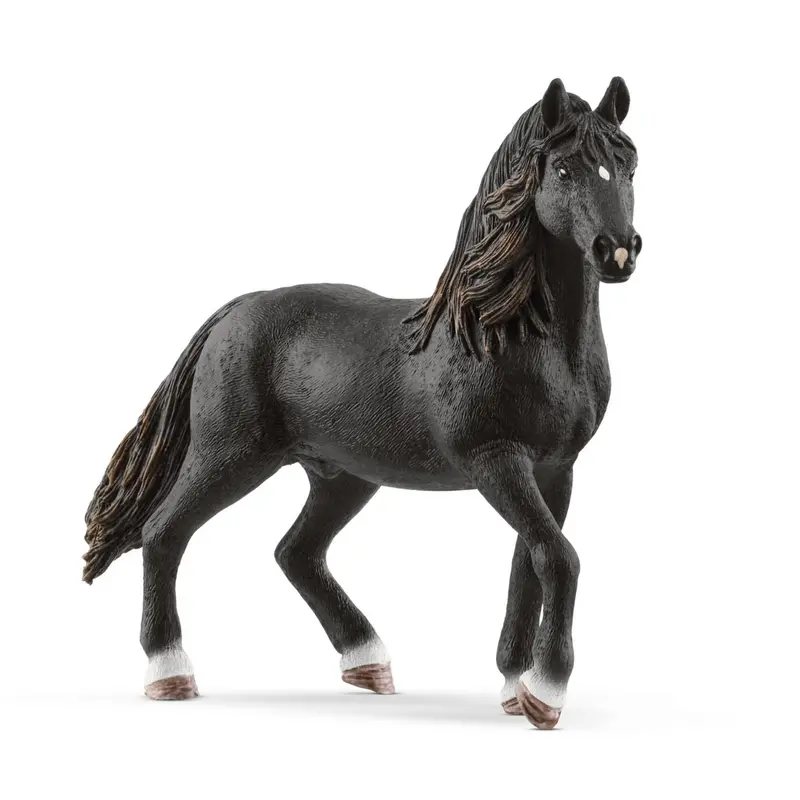 Andalusier Stallion 1