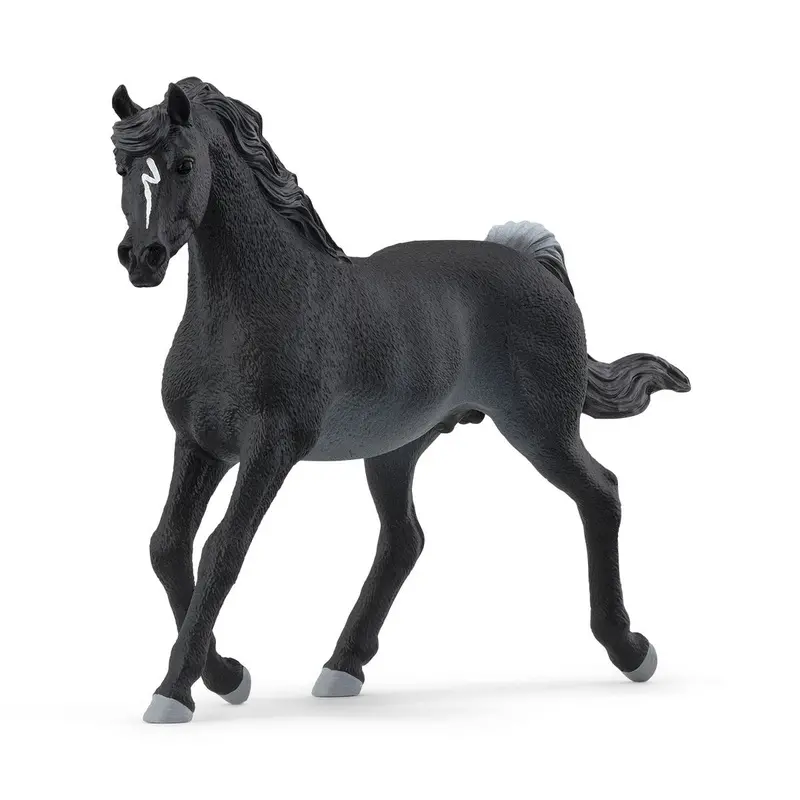 Arabian Stallion 1