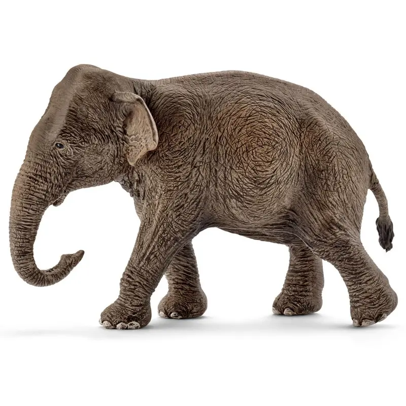 Asian Elephant, Female 1