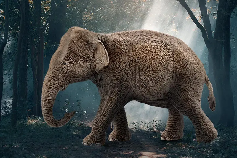 Asian Elephant, Female 2