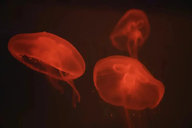 At The Aquarium #4 2