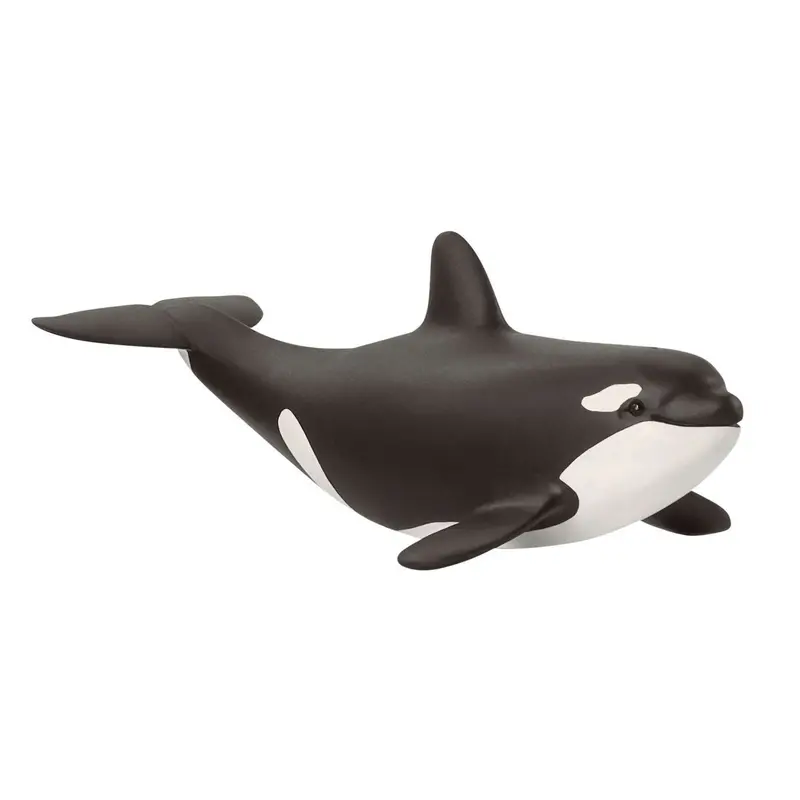 Baby Killer Whale 1