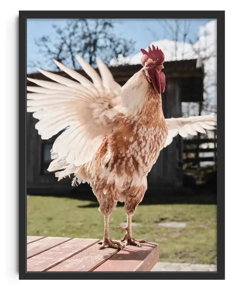 Backyard Rooster 1