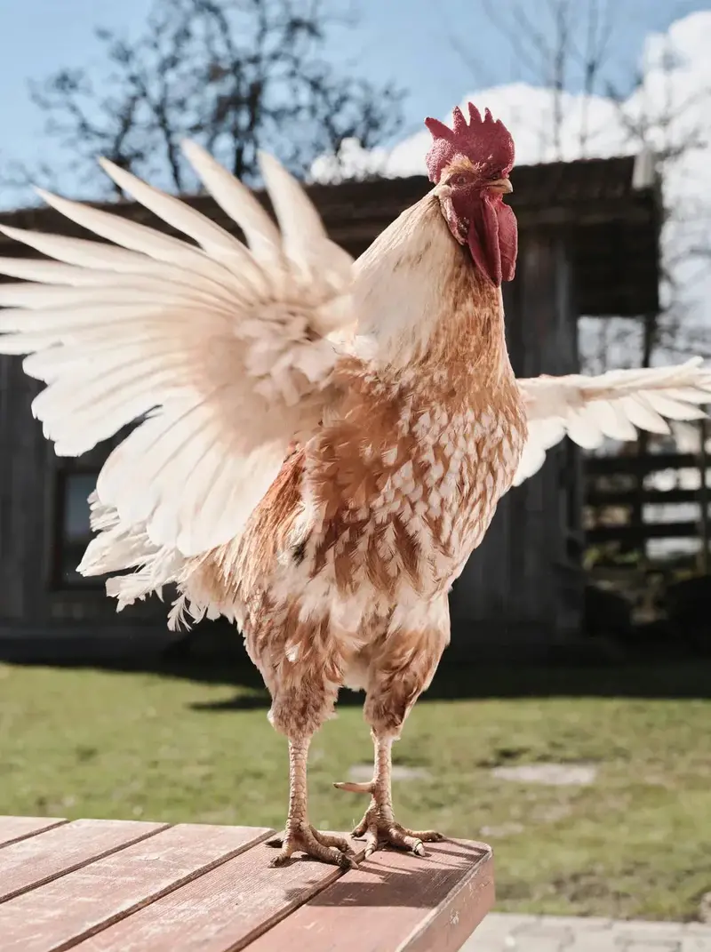 Backyard Rooster 2