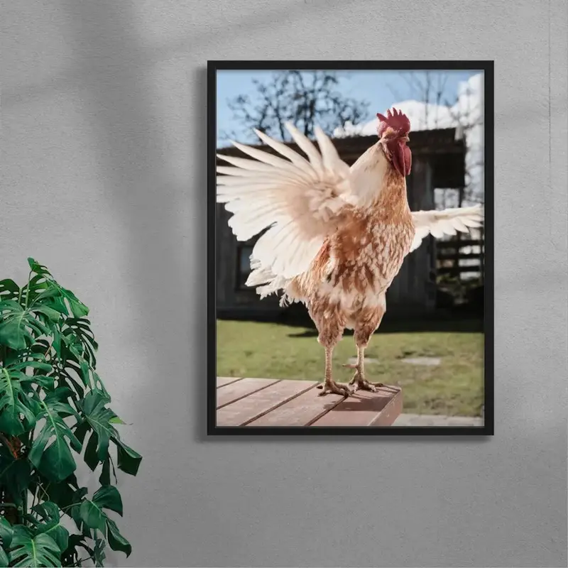 Backyard Rooster 4