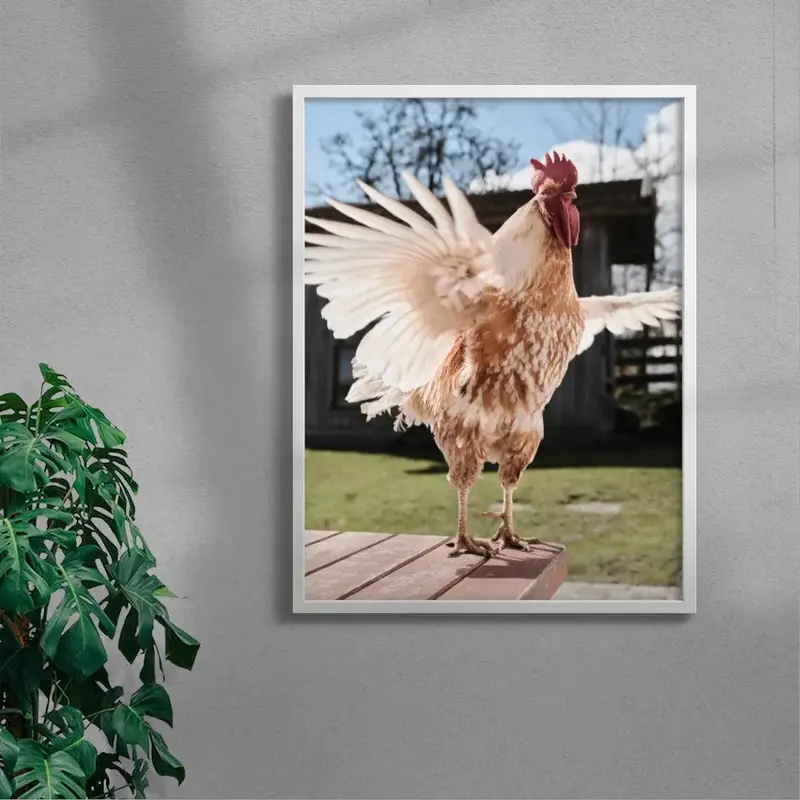 Backyard Rooster 5