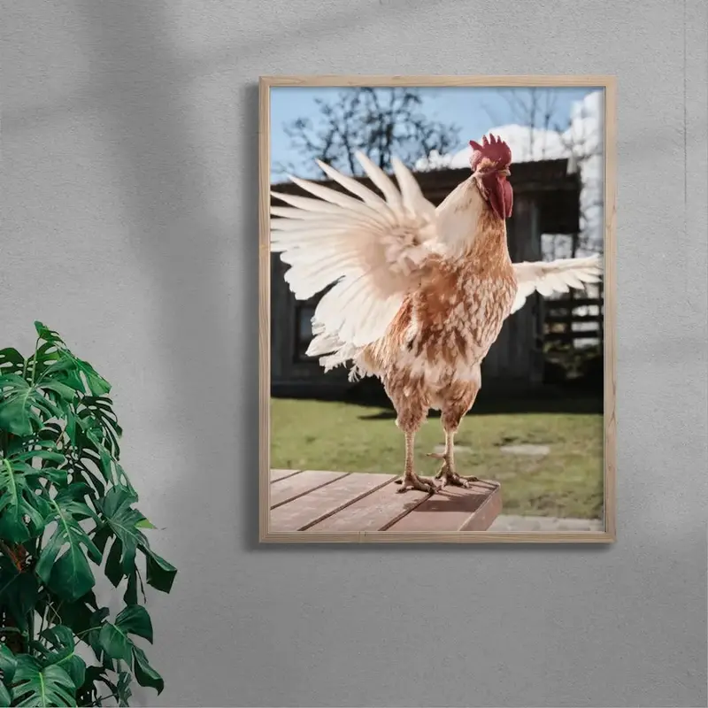 Backyard Rooster 6