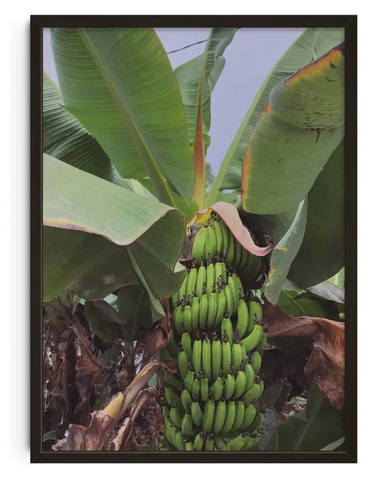 Banana Palm - Unframed 1