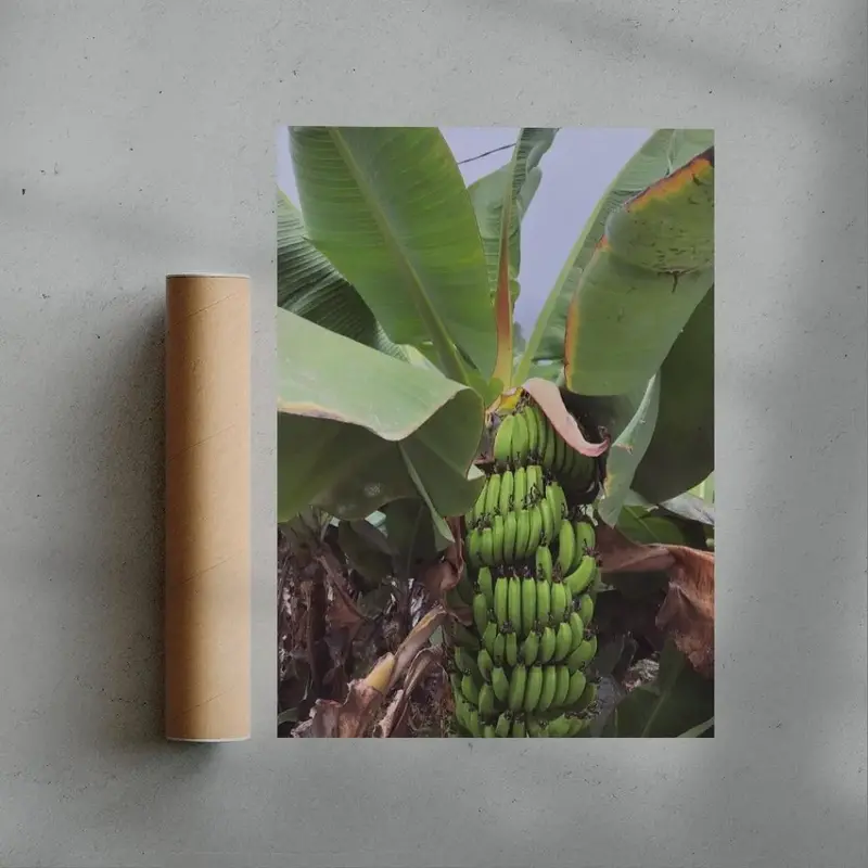 Banana Palm - Unframed 2