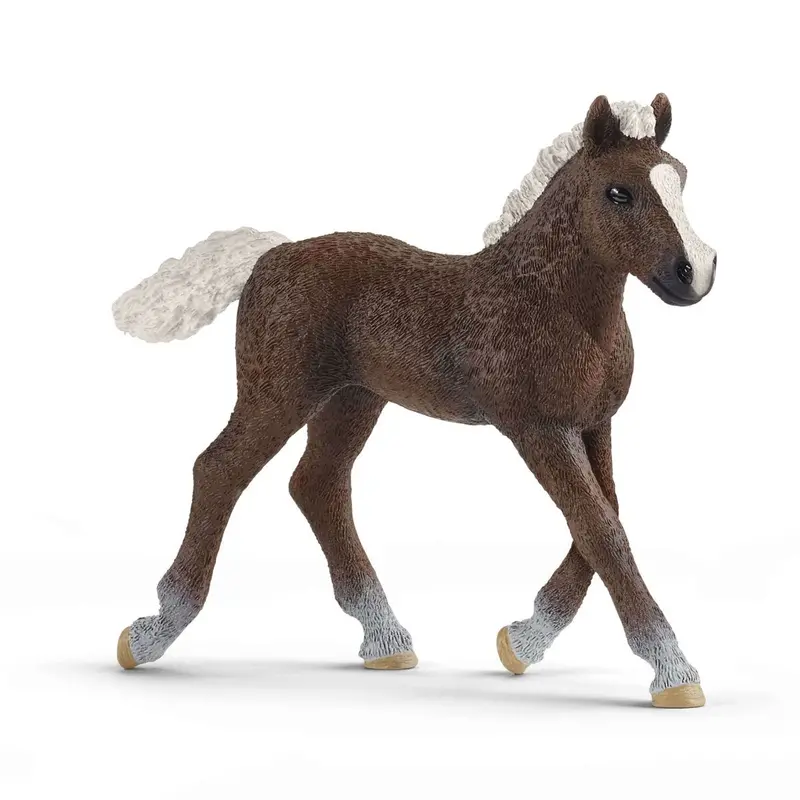 Black Forest Foal 1