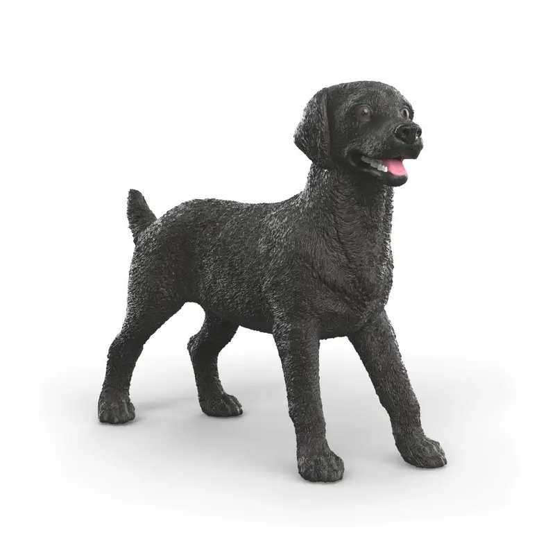 Black Labrador Retriever Female 1