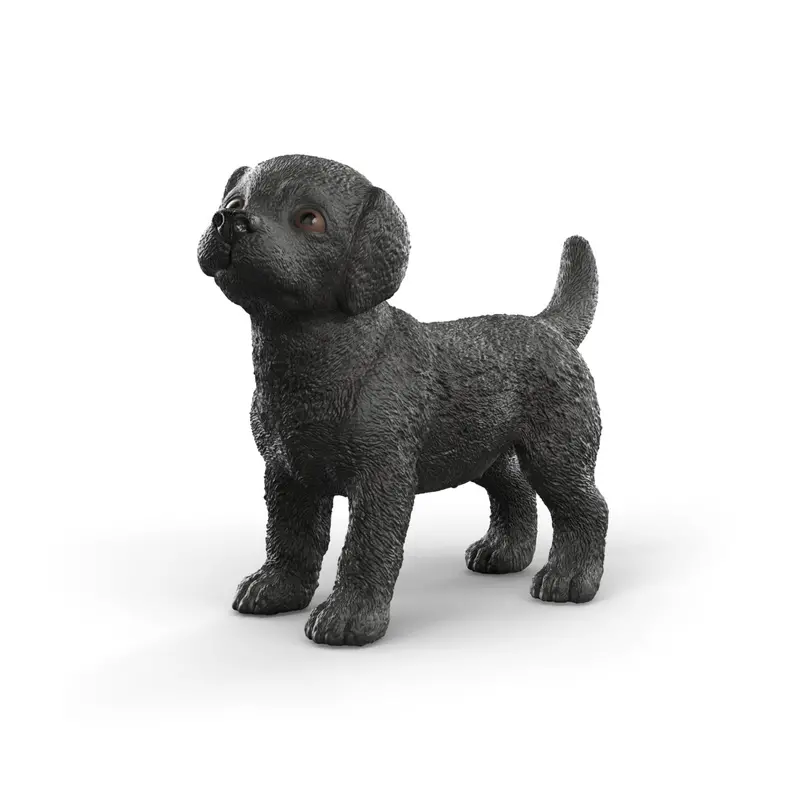 Black Labrador Retriever Puppy 1