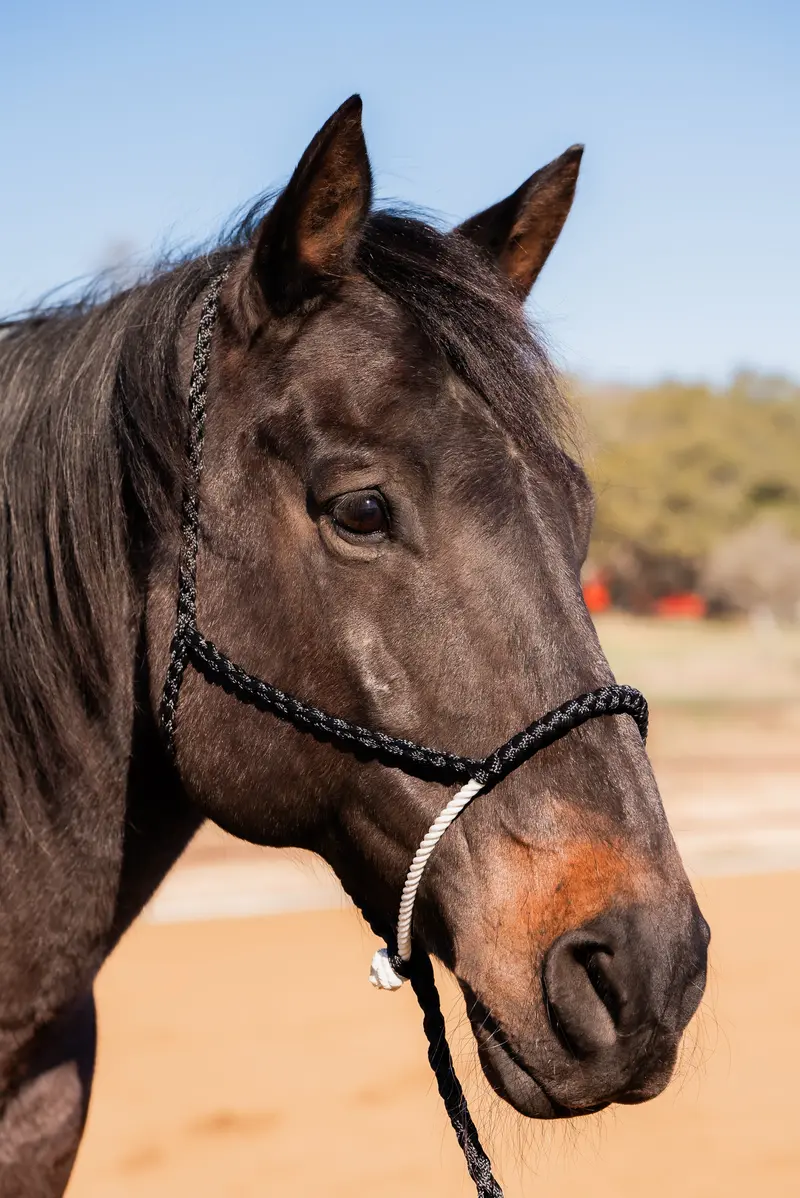 Black Lariat Noseband Mule Tape Halter 1