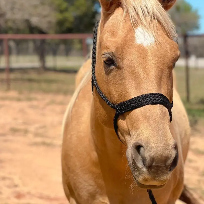 Black Mule Tape Halter 1