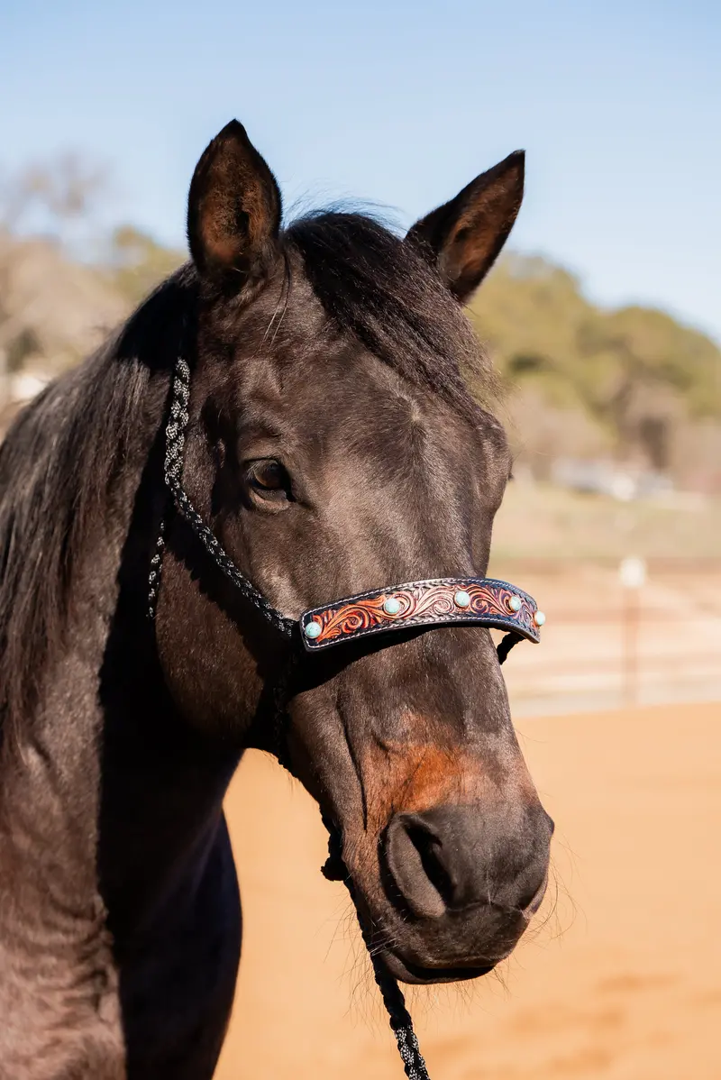 Black Mule Tape Halter -Turquoise Cabochon #Mt226 1