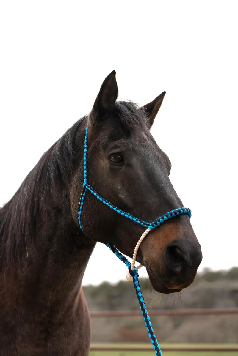 Blue And Black Lariat Noseband Mule Tape Halter 1