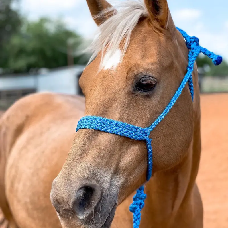Blue Mule Tape Halter 1