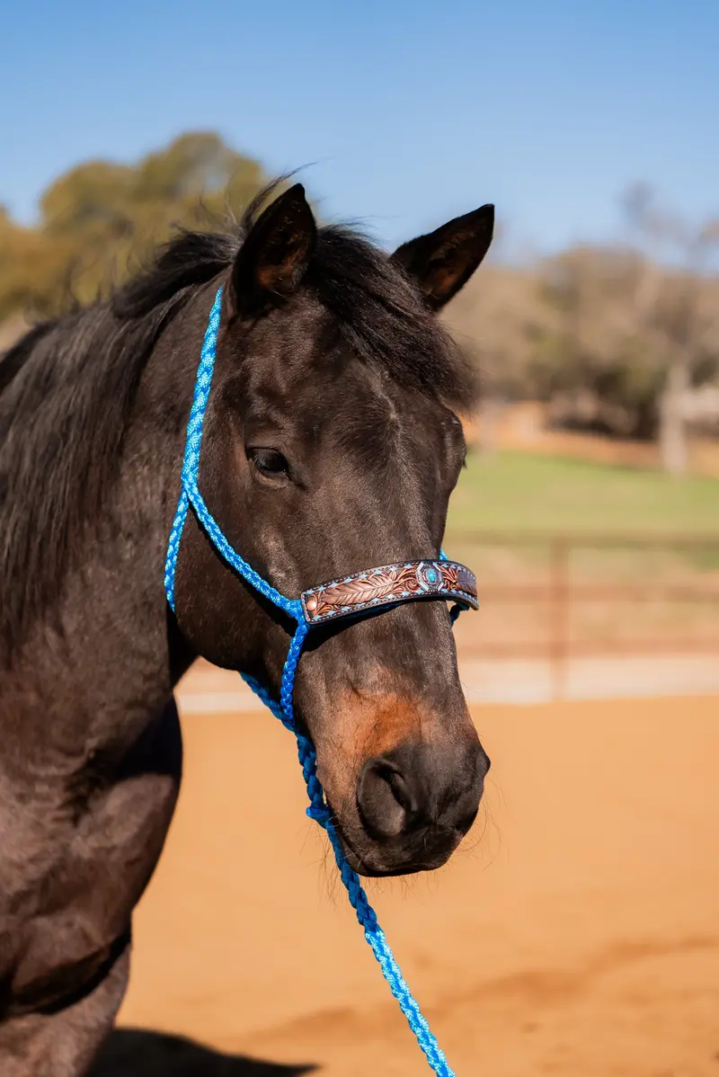 Blue Mule Tape Halter - Feathers And Turquoise #Mt214 1