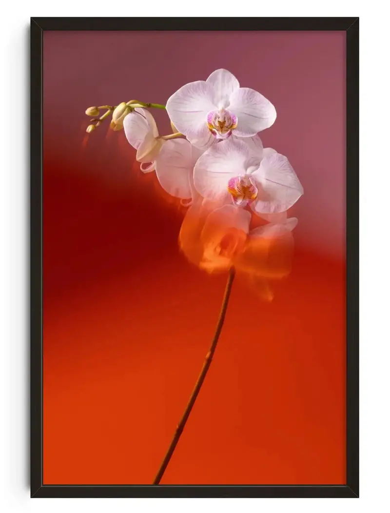 Blushing Orchid 1