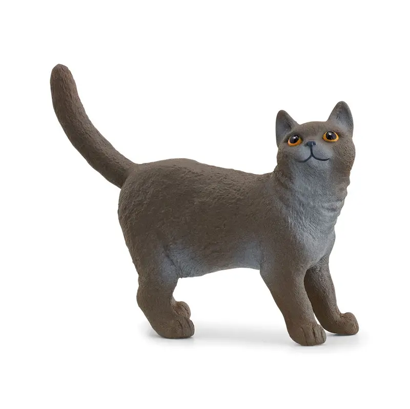 British Shorthair Cat 1