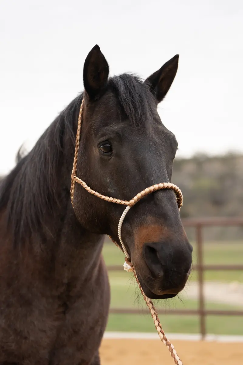 Brown And Tan Lariat Noseband Mule Tape Halter 1