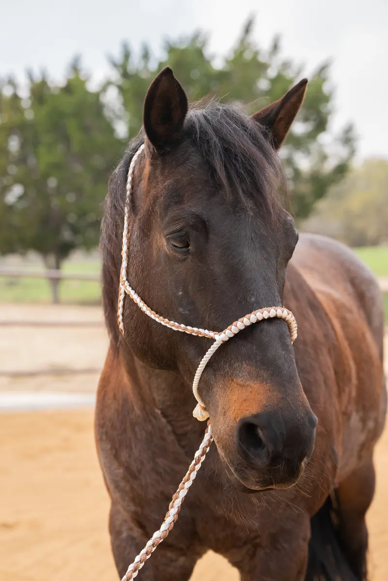 Brown And White Lariat Noseband Mule Tape Halter 1