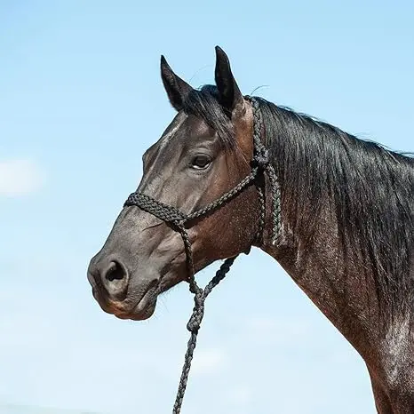 Cashel Braided Black Mule Tape Halter With 9' Lead Rope 1