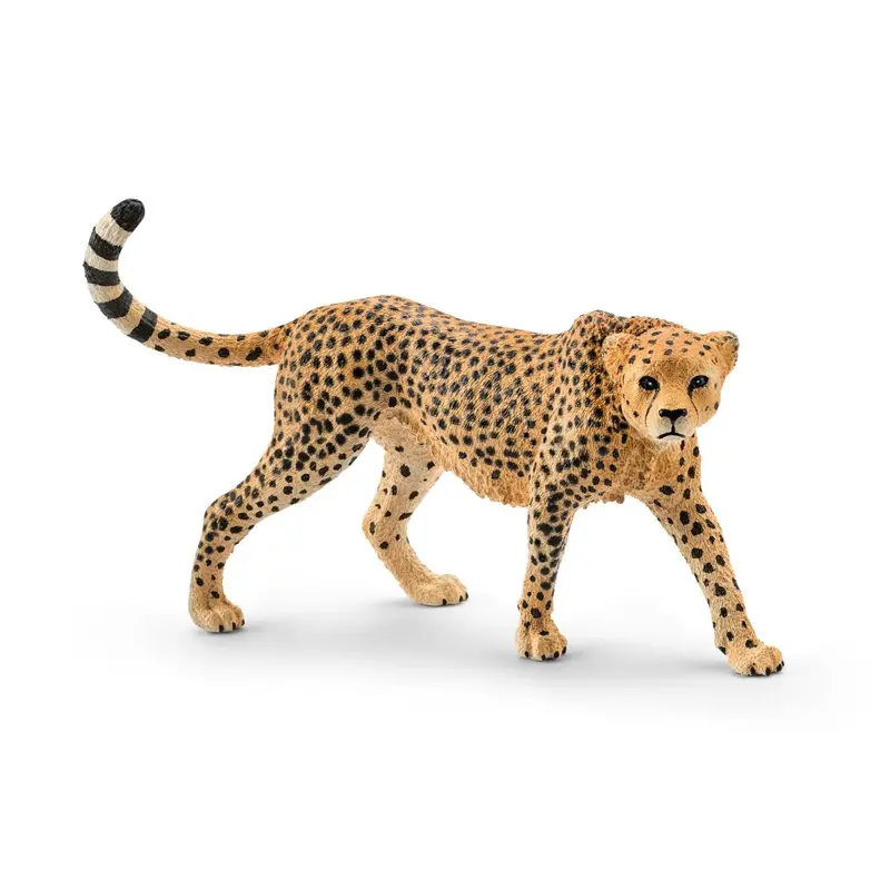 Cheetah, Female 1
