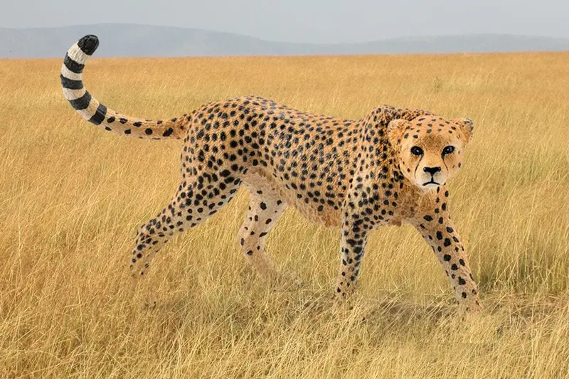 Cheetah, Female 2