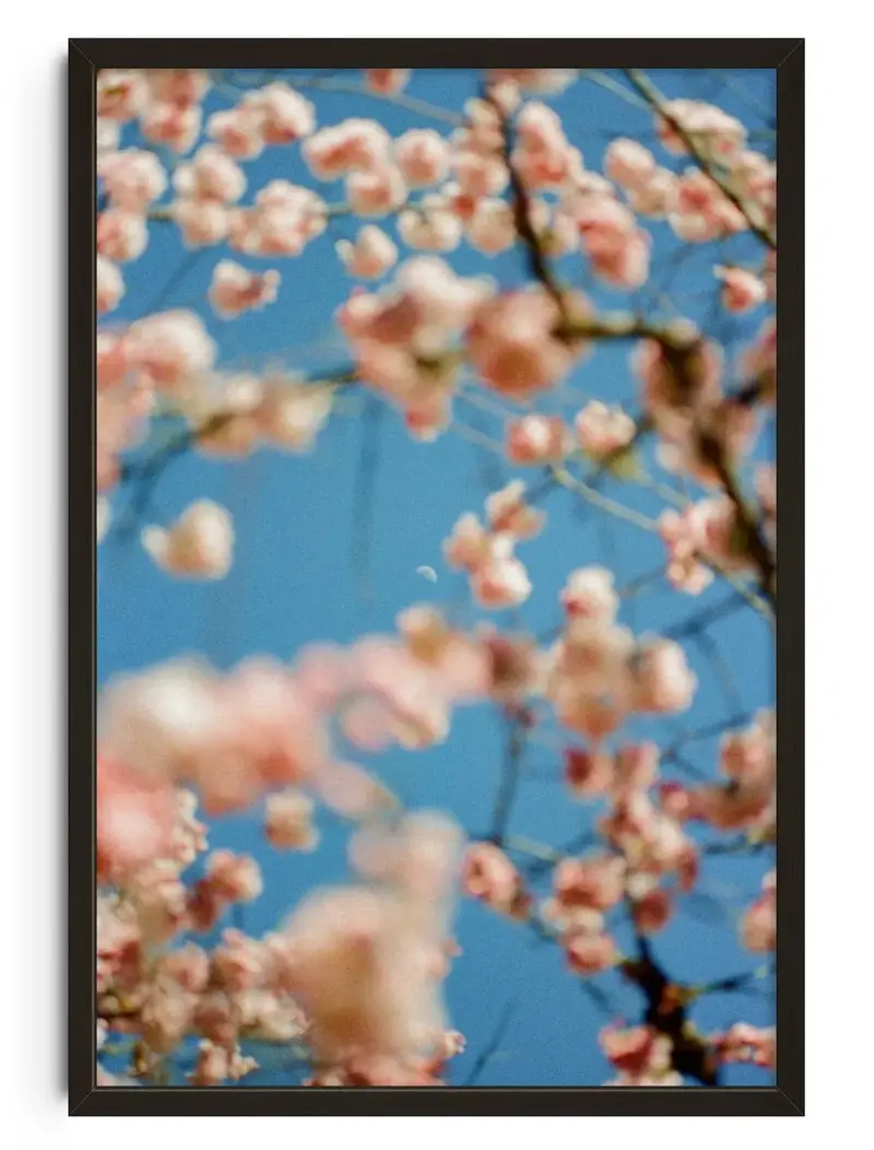 Cherrry Blossom 1