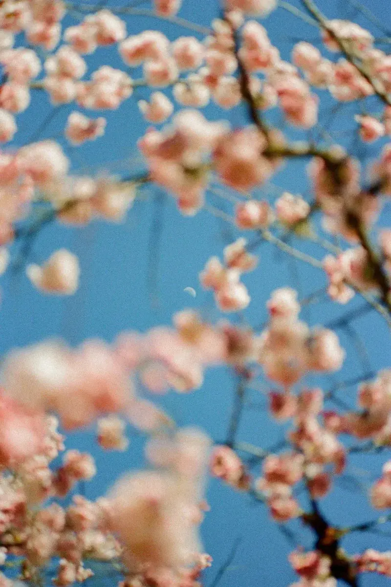 Cherrry Blossom 2