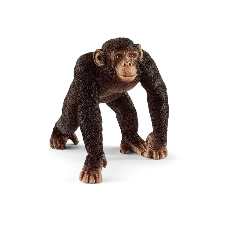 Chimpanzee Male 1
