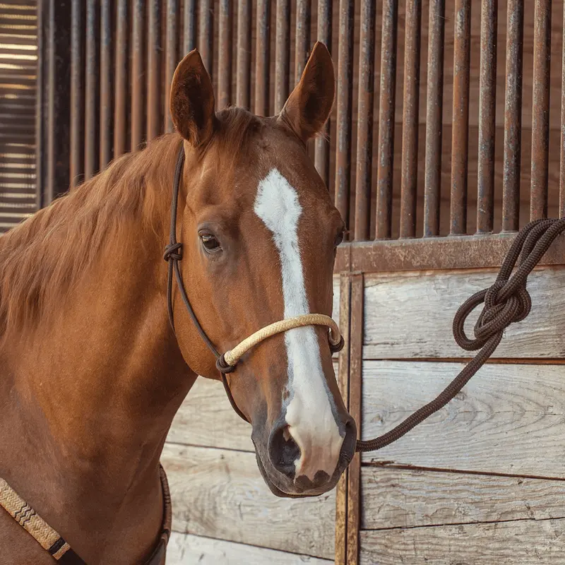 Classic Equine Braided Rawhide Rope Halter With Lead 1