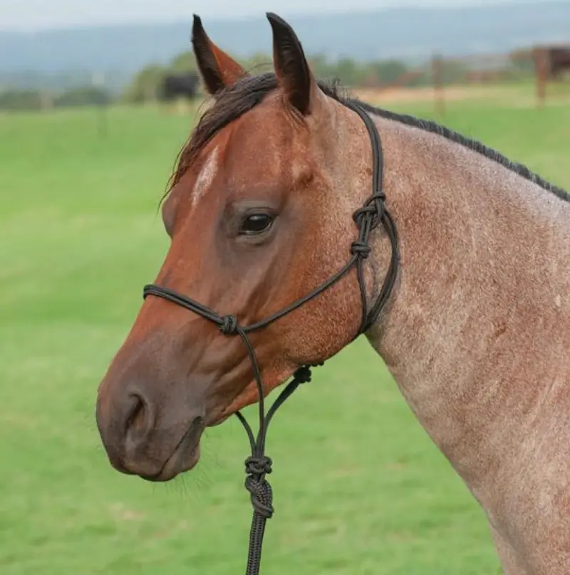 Classic Equine Premium Rope Halter Without Lead Rope 1