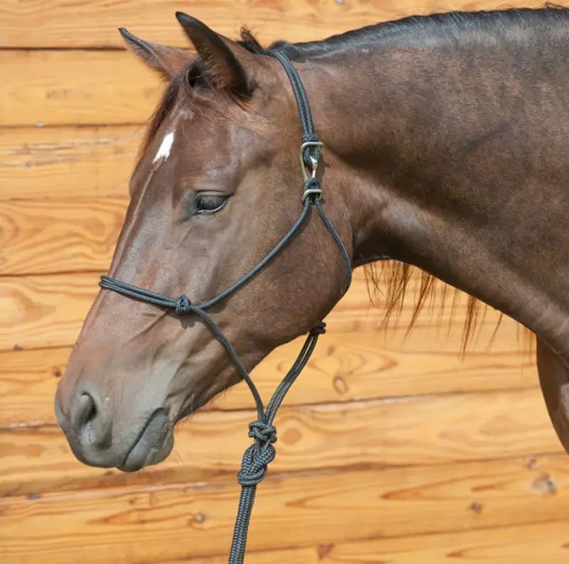 Classic Equine Quick Change Halter With Lead 1
