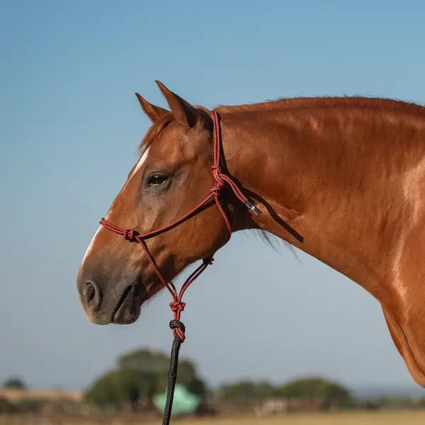 Classic Equine Rope Halter With 9Ft Lead 1