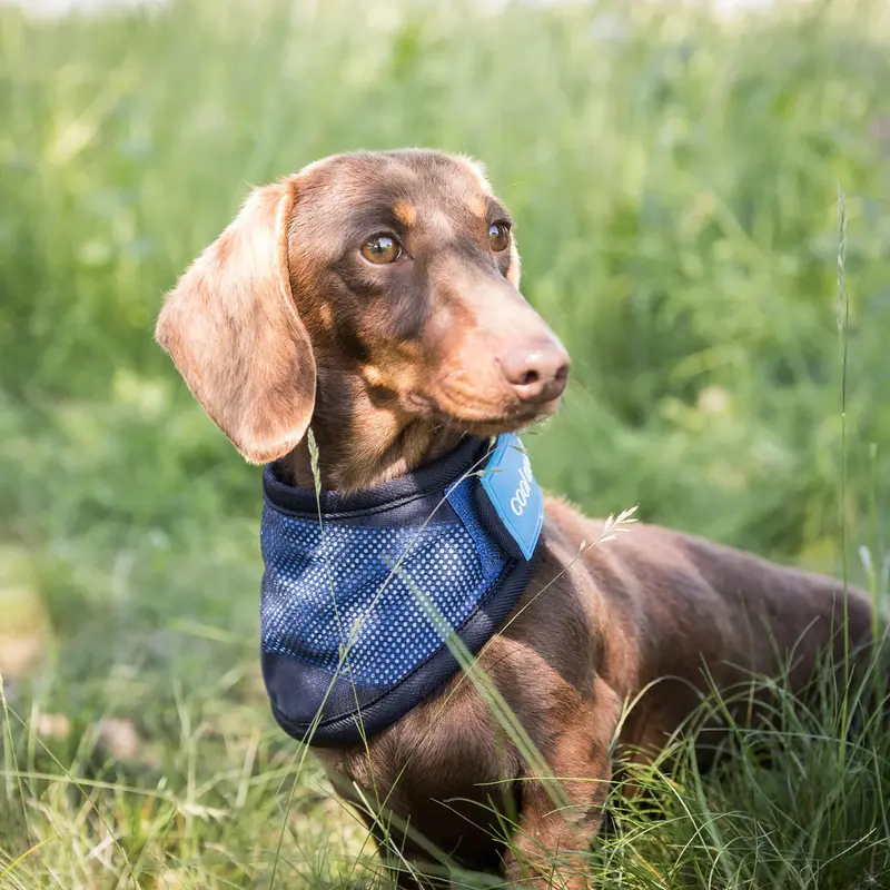 Cool On Track® Cooling Bandana 4