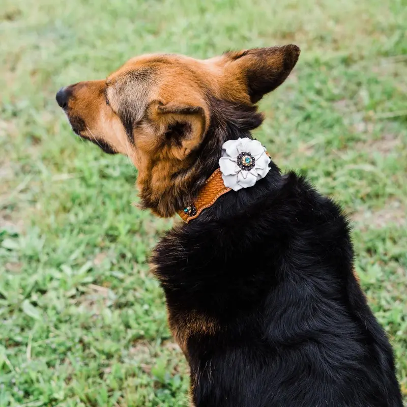Dc23 -Light Oil Genuine Leather Dog Collar - White Flower & Copper Conchos 10"-22" 2
