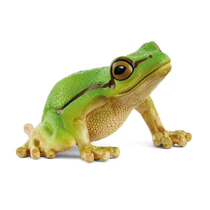 European Tree Frog 1