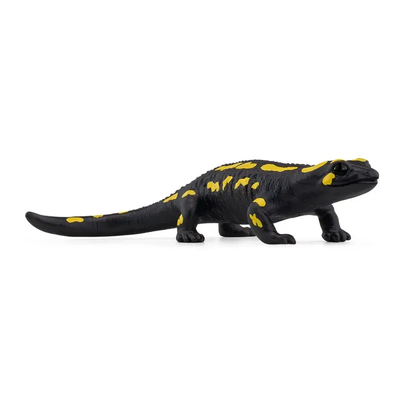 Fire Salamander 1