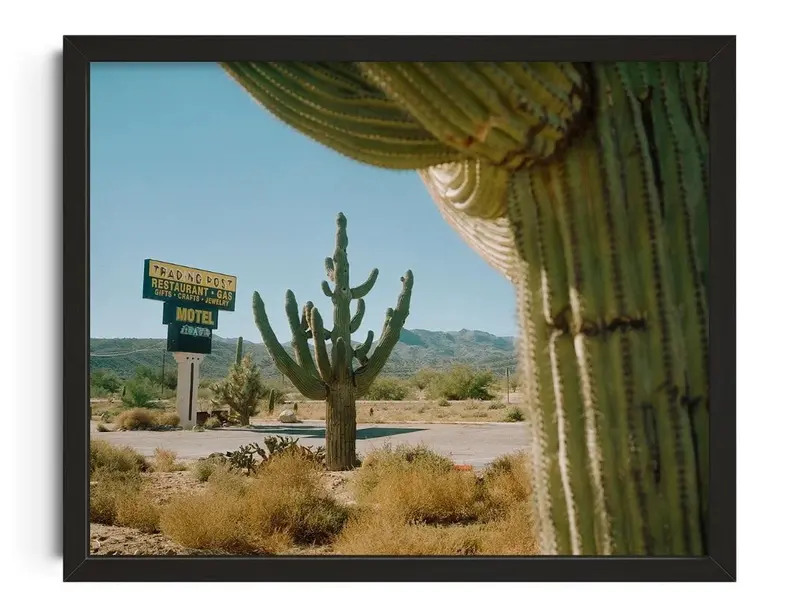 Framing Saguaros 1