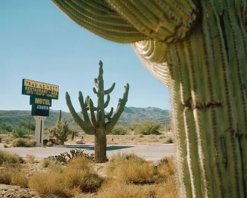 Framing Saguaros 2